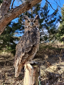 Primary image for the Private Raptor Photo Session Auction Item