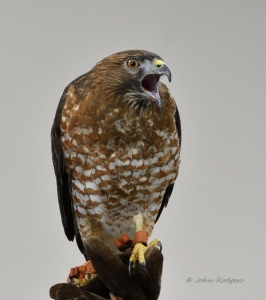 Secondary image for the Private Raptor Photo Session Auction Item