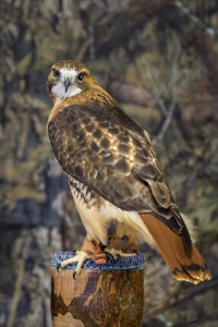 Secondary image for the Private Raptor Photo Session Auction Item