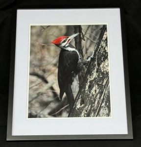 Primary image for the Framed Pileated Woodpecker Portrait Auction Item