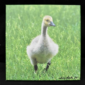 Primary image for the Canvas Canada Gosling Portrait Auction Item