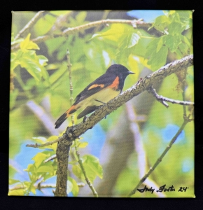 Primary image for the Canvas American Redstart Portrait Auction Item