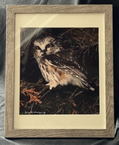 Primary image for the Framed Northern Saw-whet Owl Photograph Auction Item