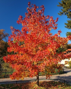 Secondary image for the Summer Red Maple Tree, 5 gallon. Donated by D&J Nursery Dothan, Value $35 Auction Item
