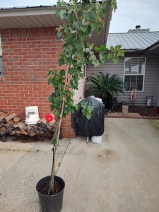 Primary image for the Summer Red Maple Tree, 5 gallon. Donated by D&J Nursery Dothan, Value $35 Auction Item