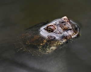 Primary image for the Snapping Turtle Photograph Auction Item