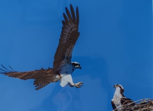 Primary image for the Osprey Nest Auction Item