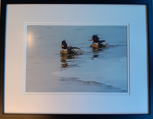 Primary image for the Red-breasted Merganser Auction Item