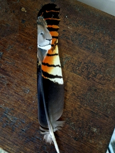 Primary image for the Hand Painted Feather Art  -Lion Auction Item