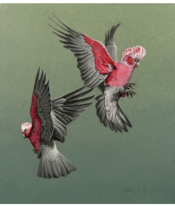 Primary image for the ORIGINAL GALAH PAINTING BY PATRON FUZ CAFORIO Auction Item