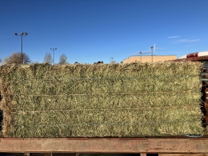 Primary image for the Two 3x3 Alfalfa Hay Bales Auction Item