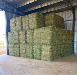 Primary image for the Two 3x4 Alfalfa/Grass Bales Auction Item